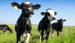 Cows grazing on a dairy farm